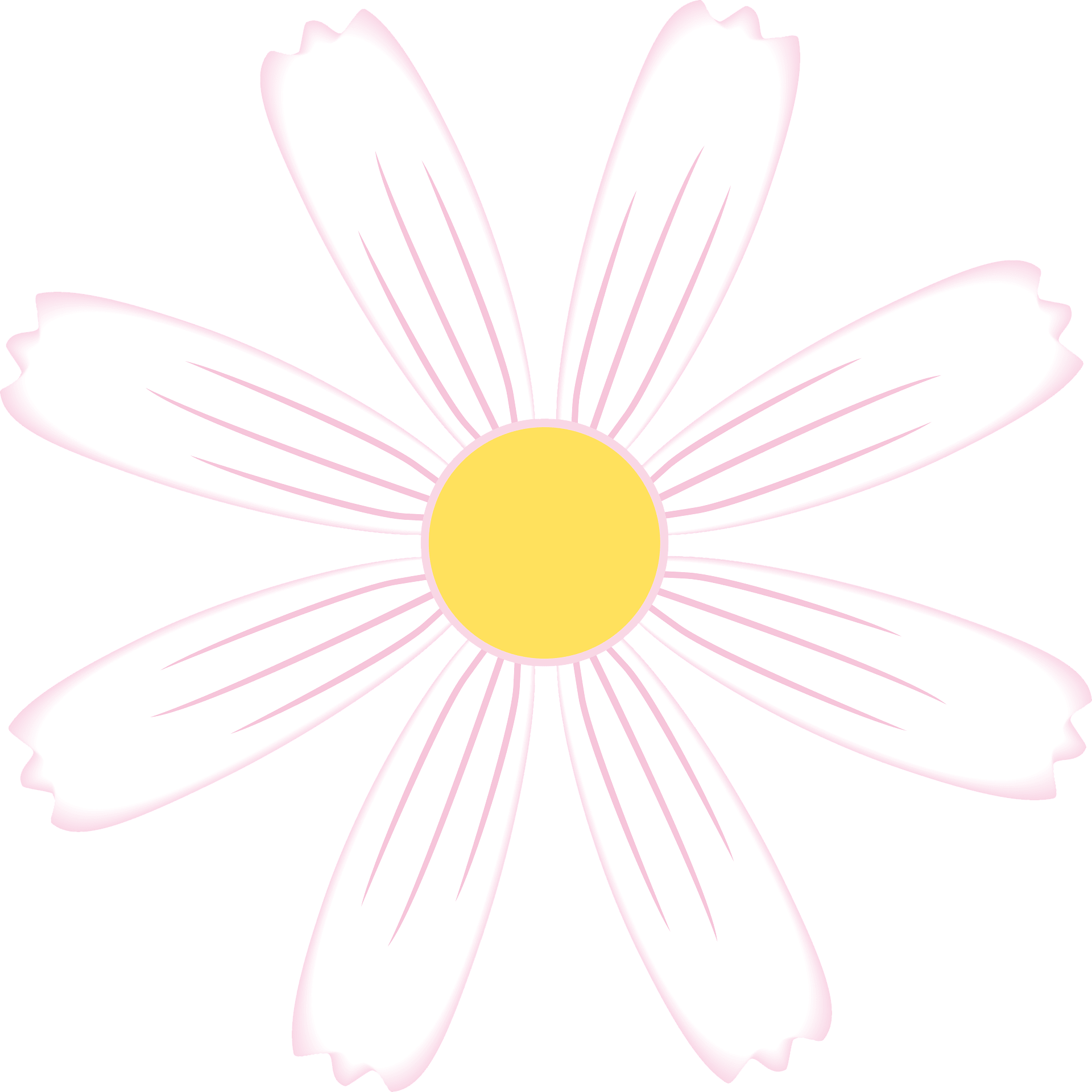 white flower clipart