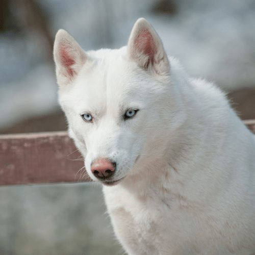Small white hot sale husky