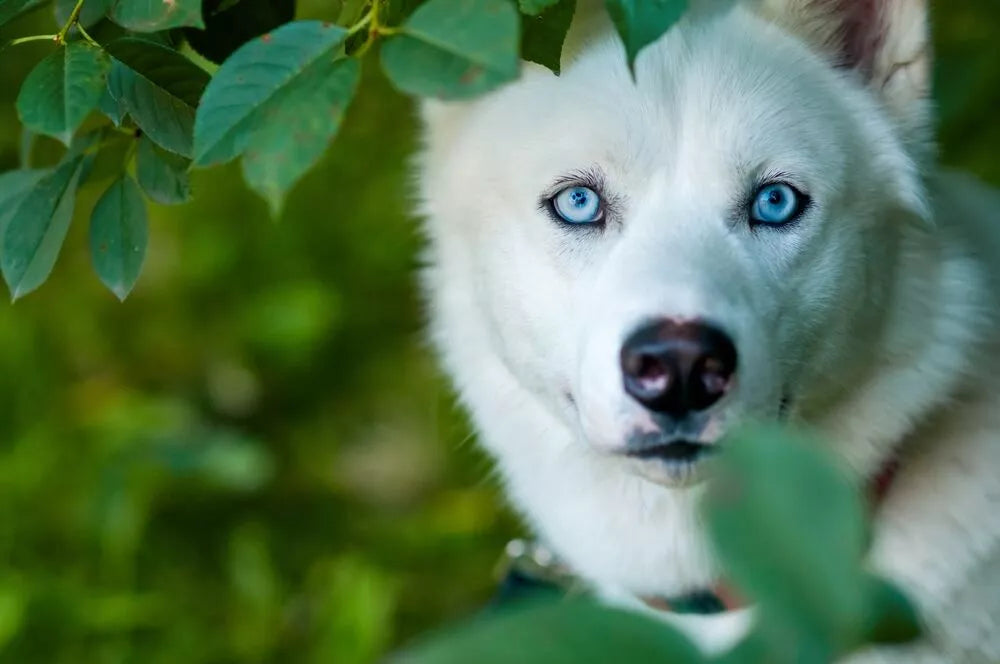 White Husky: Physical Characteristics, Temperament, Grooming ...