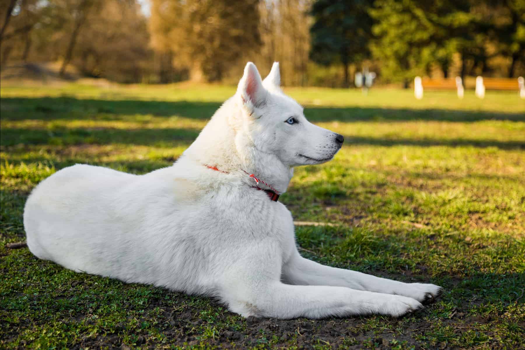 6 Questions About The White Husky Answered! - Homeowner.com