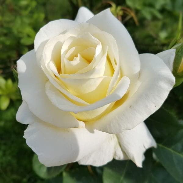 Wbonline Plants WHITE ROSE FLOWER LIVE PLANT A : Amazon.in: Garden ...