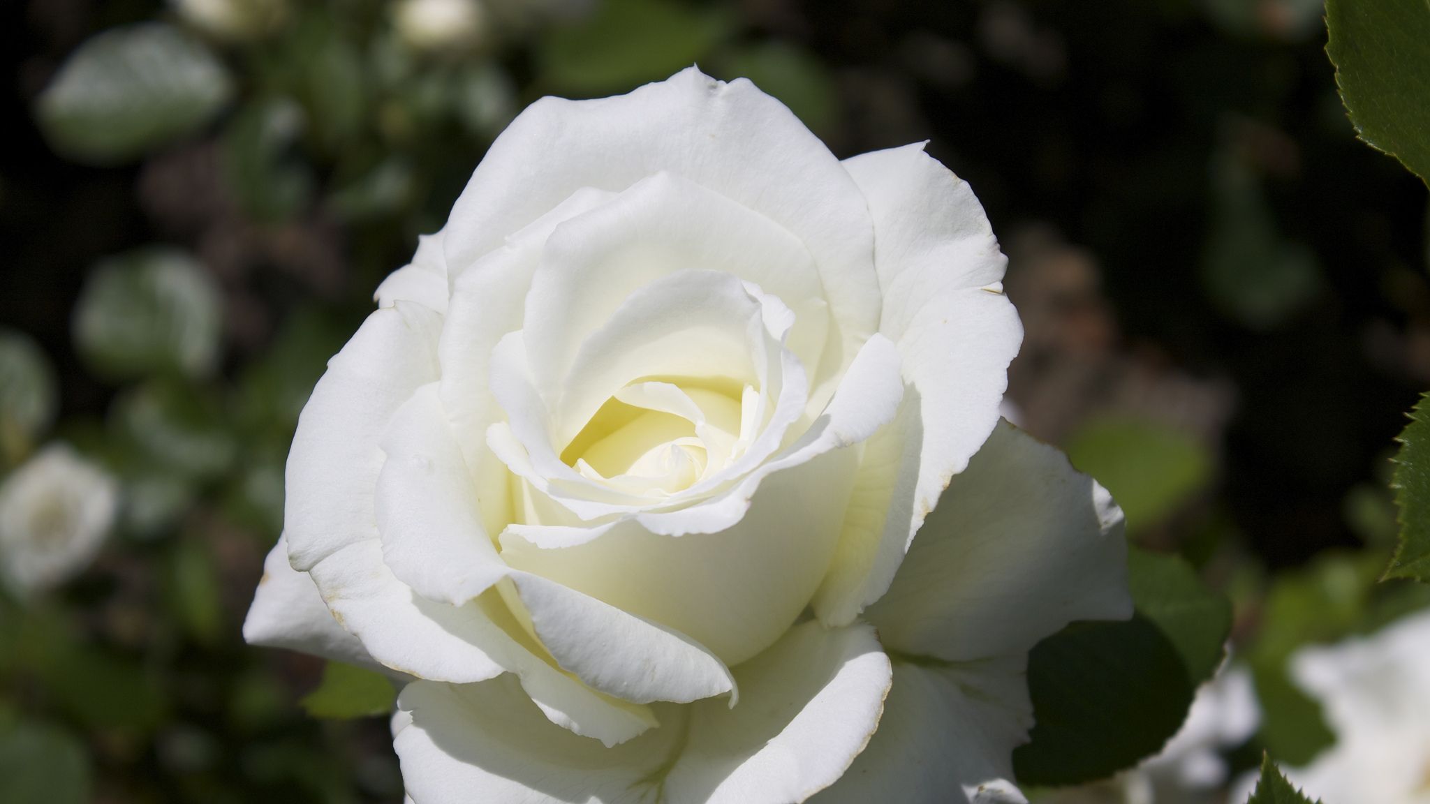 What White Roses Mean and How to Grow Them