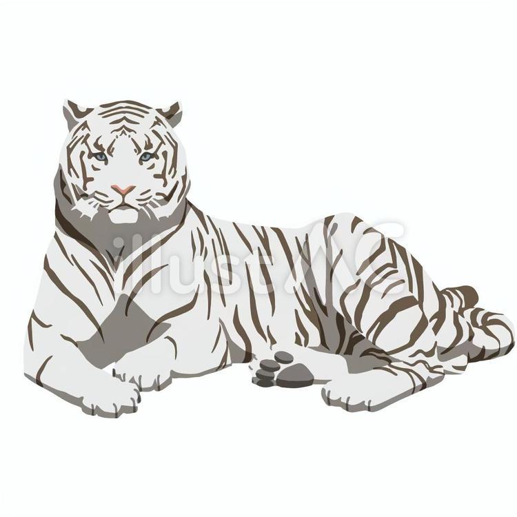 Free Vectors | Illustration of white tiger