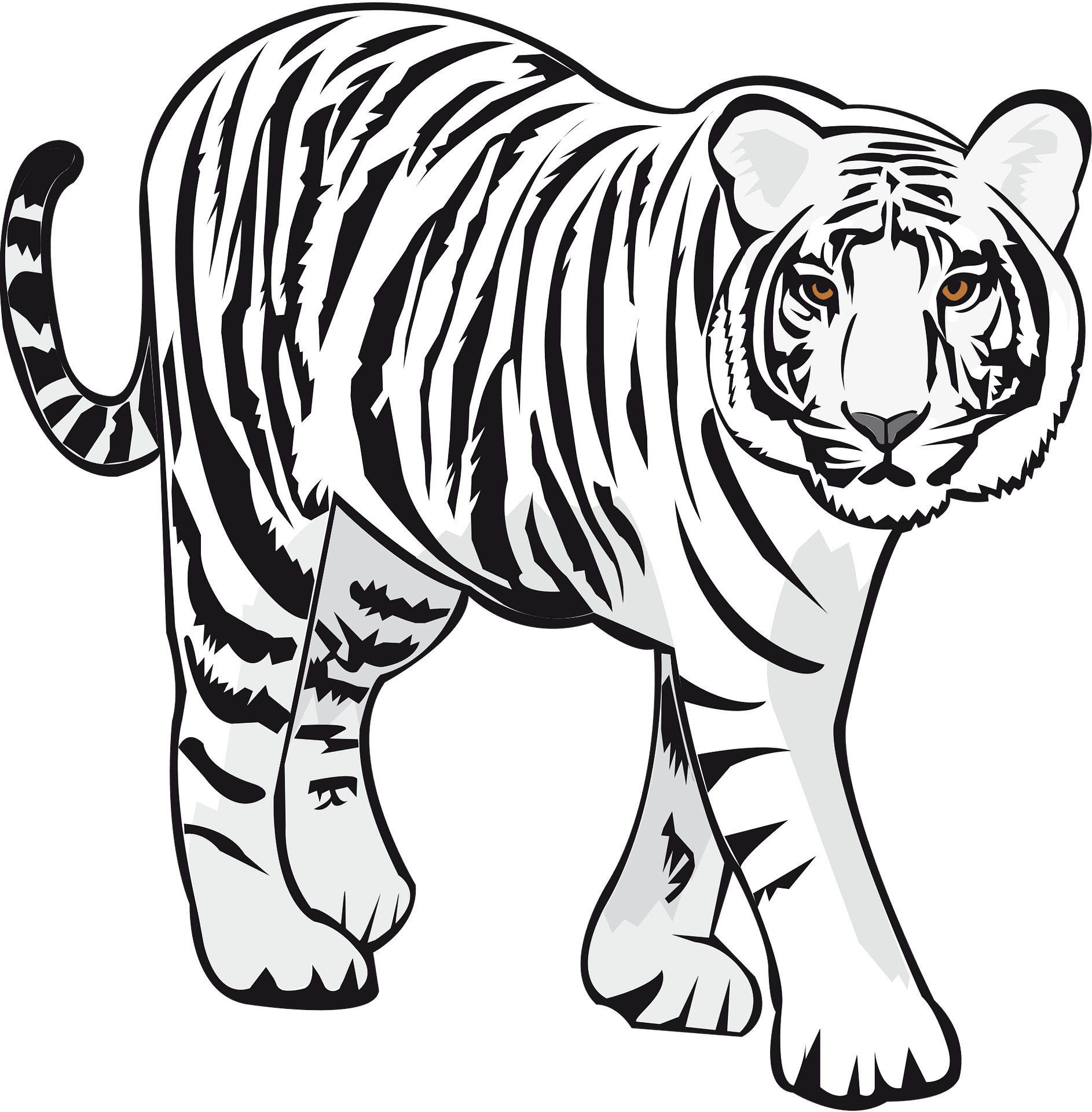 White tiger - Free vector clipart images on clipart library.com
