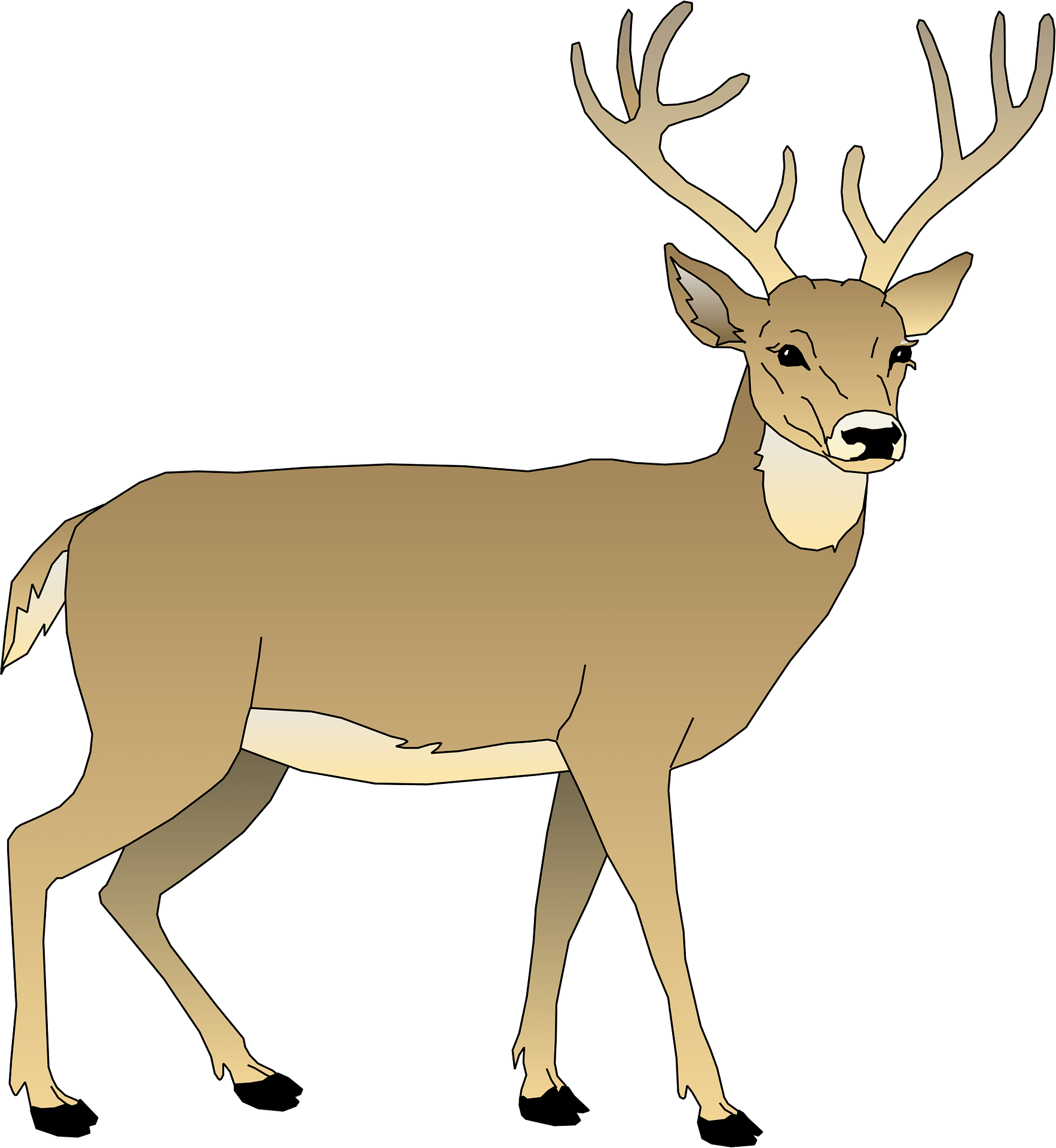 whitetail deer clipart