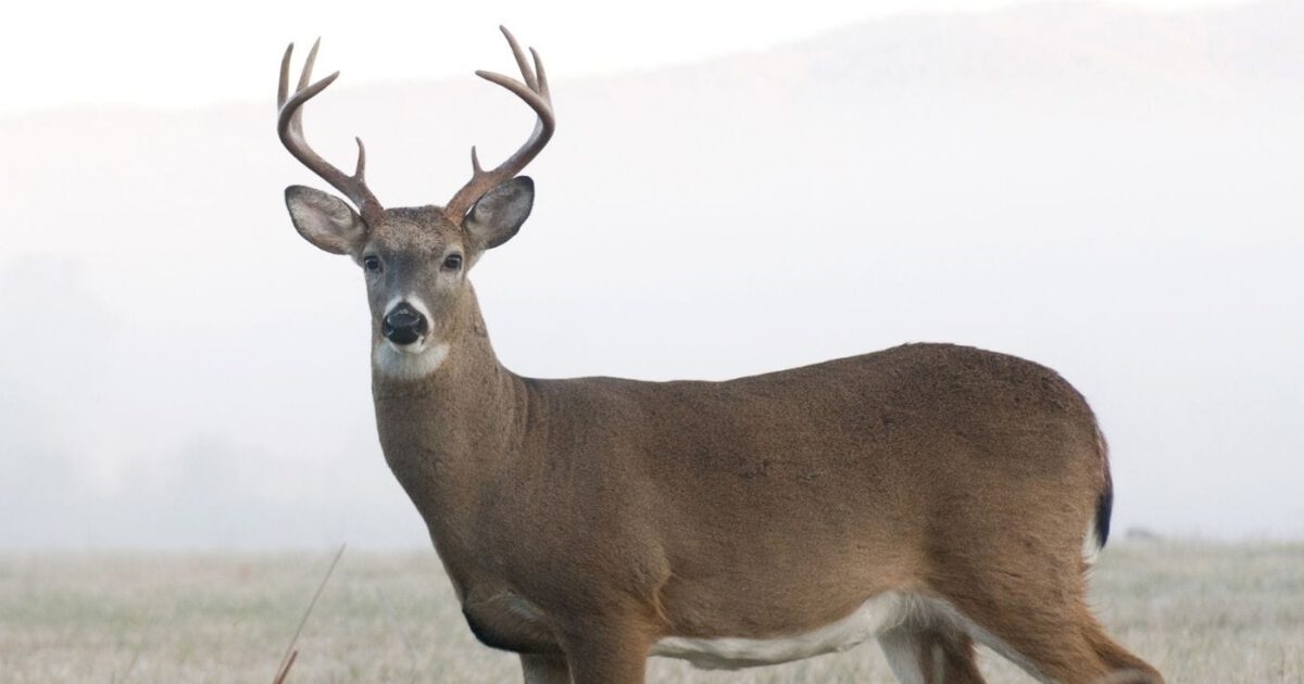 Whitetail Deer - Covenant Wildlife