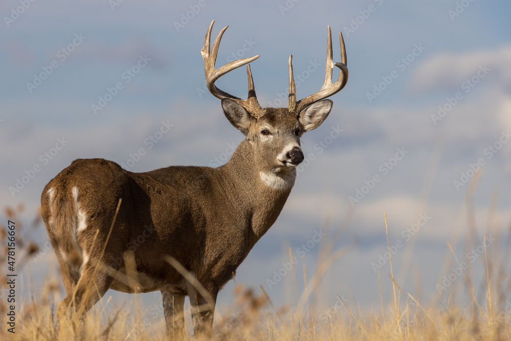 Poster, Wandbilder Buck Whitetail Deer in Autumn in Colorado, 40x26.7 cm