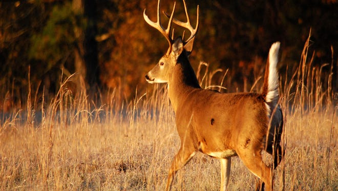 Outdoors: What do we really know about whitetails?