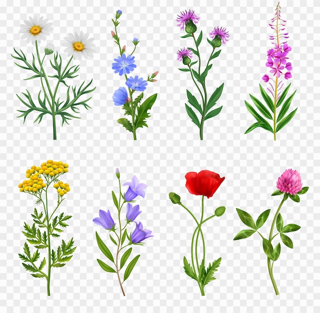 wildflower cliparts