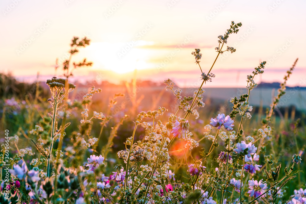 Poster, Wandbilder Beautiful wildflowers on a green meadow. Warm summer  evening, 40x26.7 cm