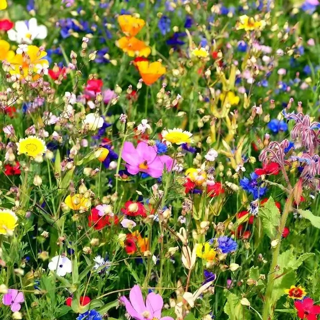 Wildflowers for Sale - Colorful and Easy-to-Grow Plants – TN Nursery