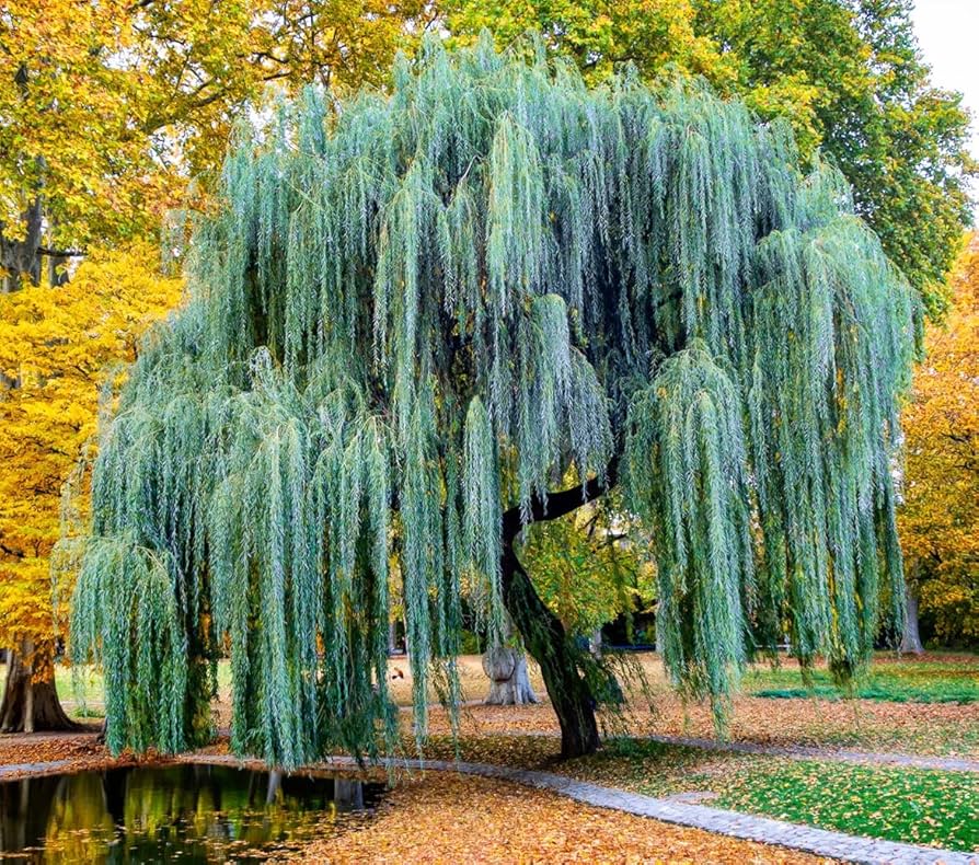 willow tree