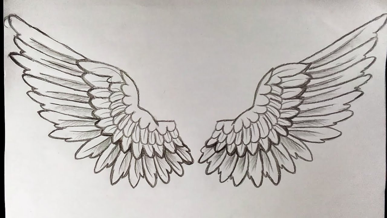wings drawing