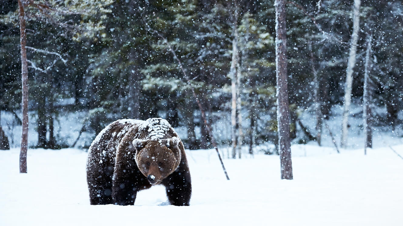 Hibernation: Whats Going on for Grizzly Bears in Winter ...