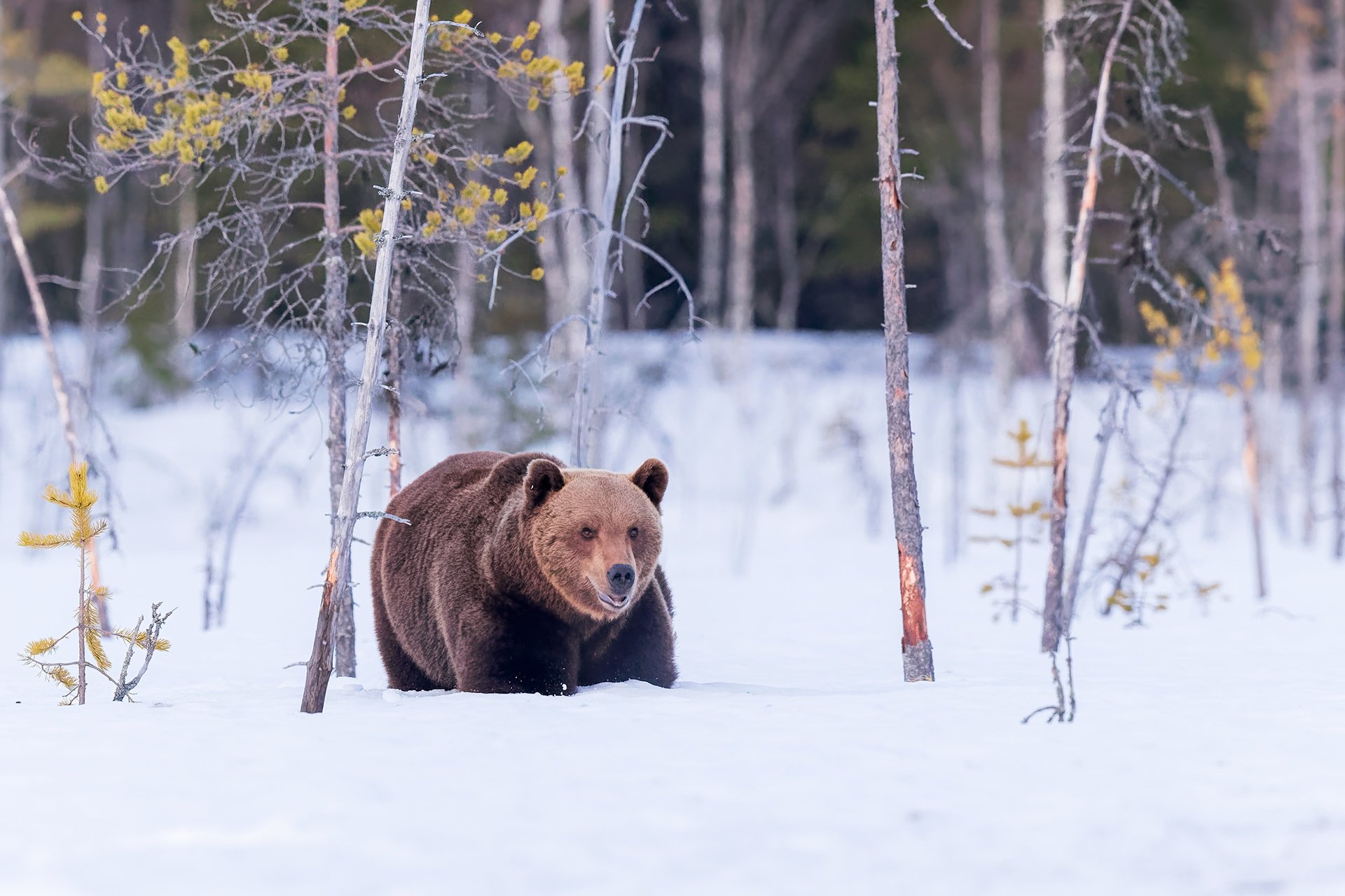 Winter Brown Bear — Steen Tørner Wildlife Photography