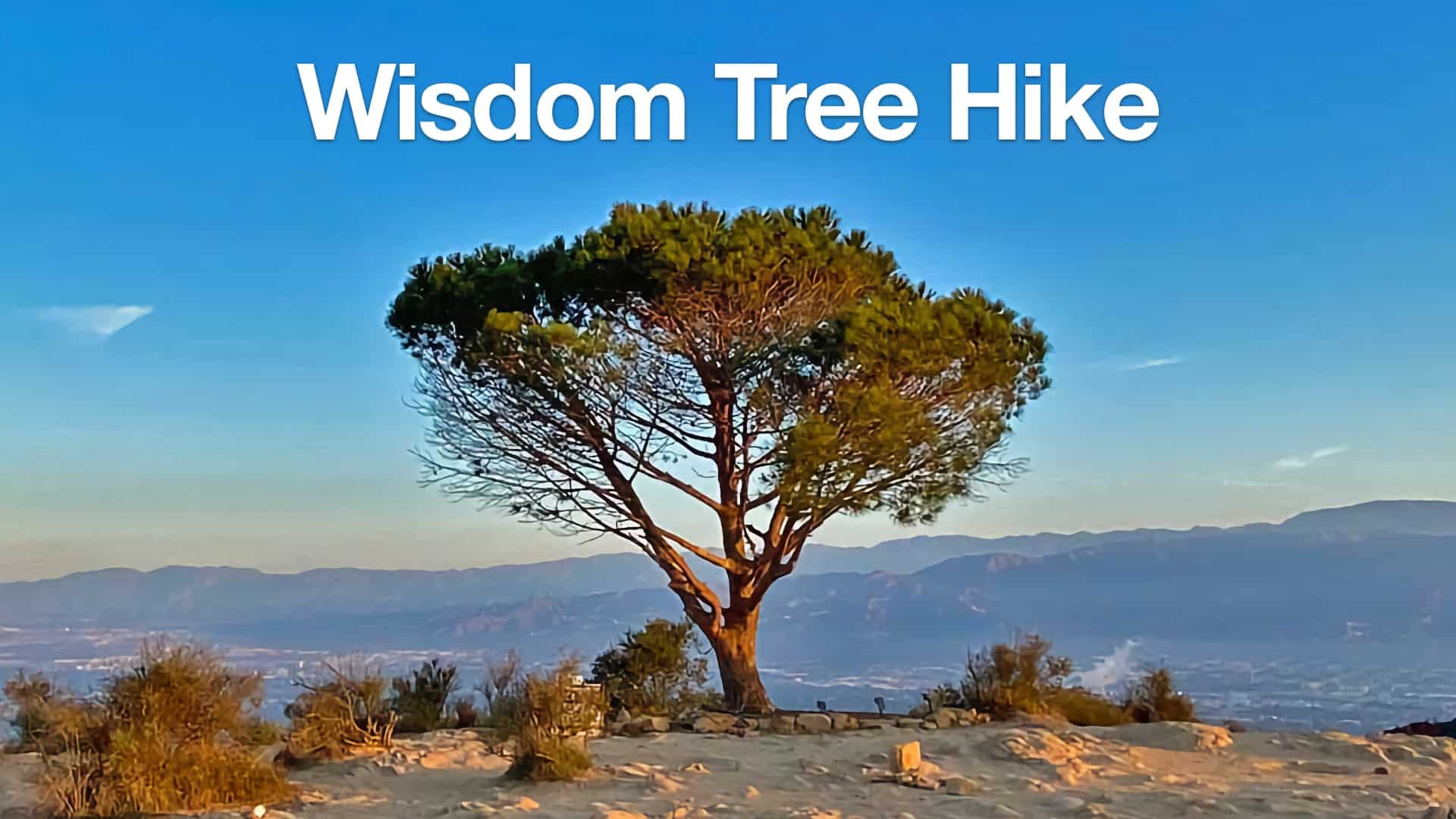 Wisdom Tree Hike Guide + Hollywood Sign - HikingGuy.com
