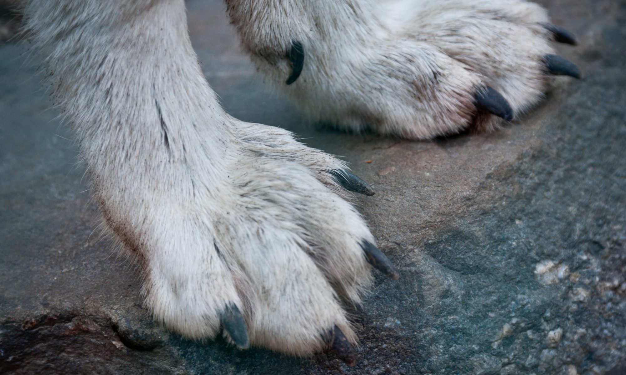 wolf paw