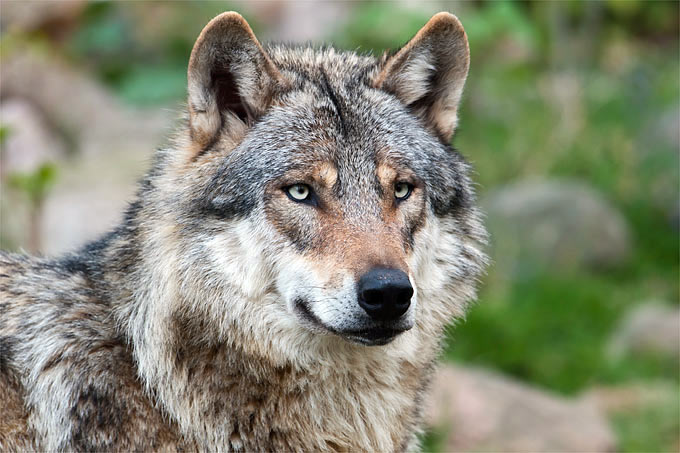 wolf