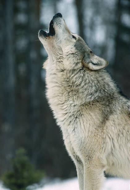 wolf