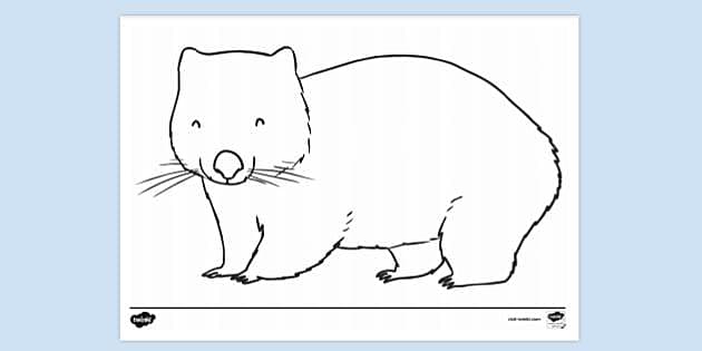 Wombat Colouring Sheet | Colouring Sheets (teacher made)
