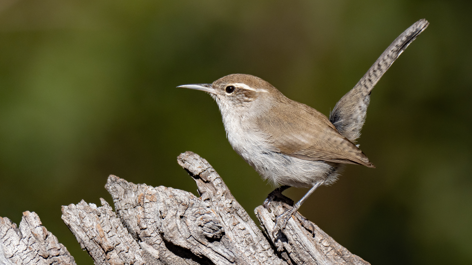woodland birds