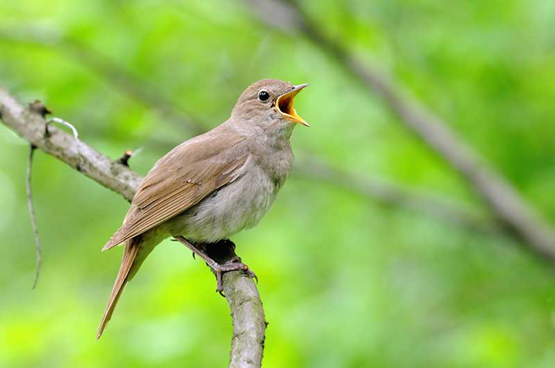 woodland birds