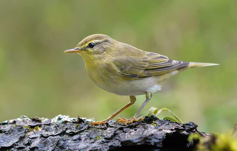woodland birds