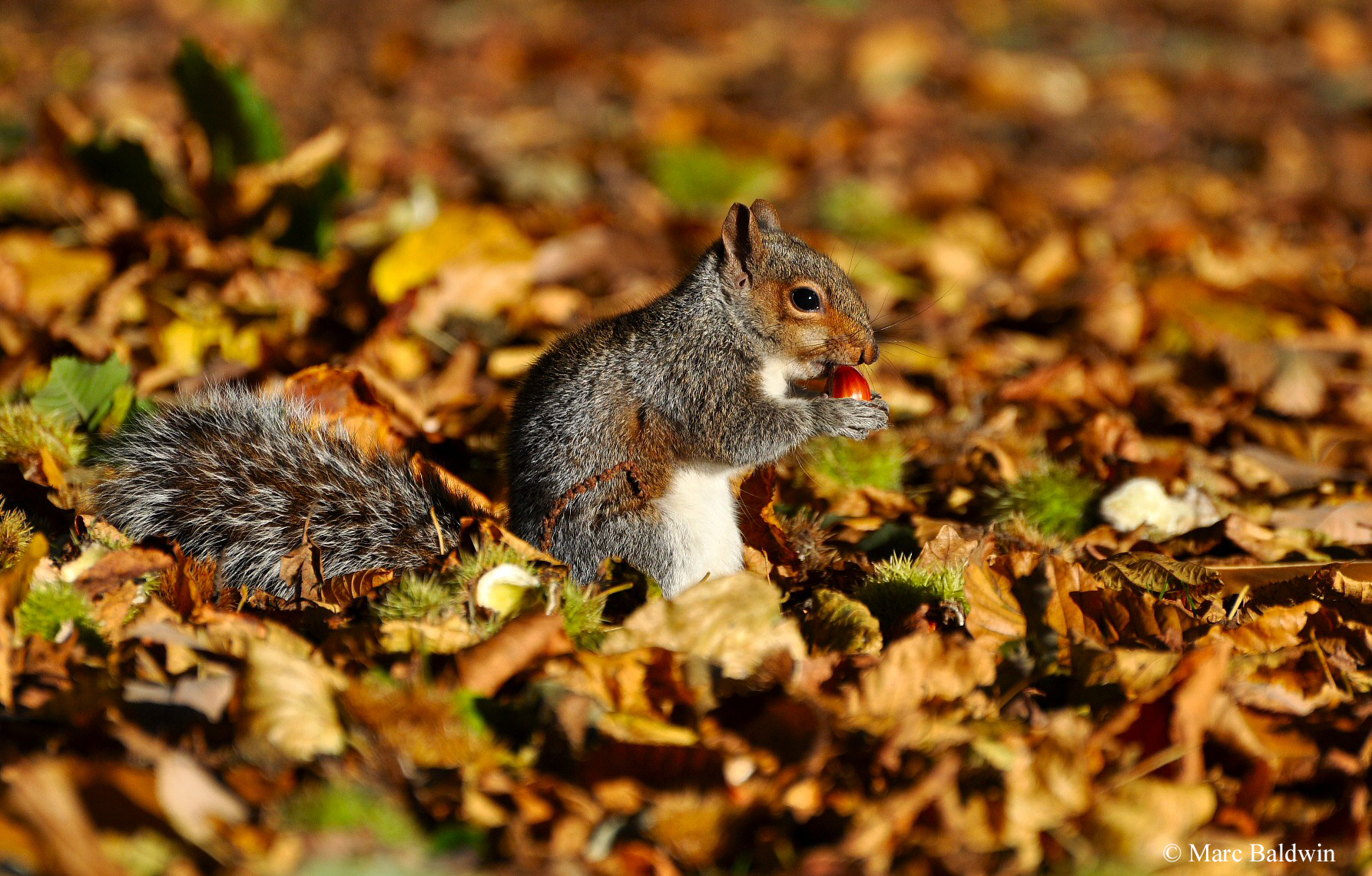 woodland squirrels