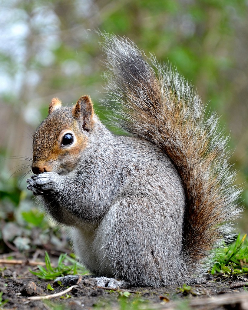 woodland squirrels