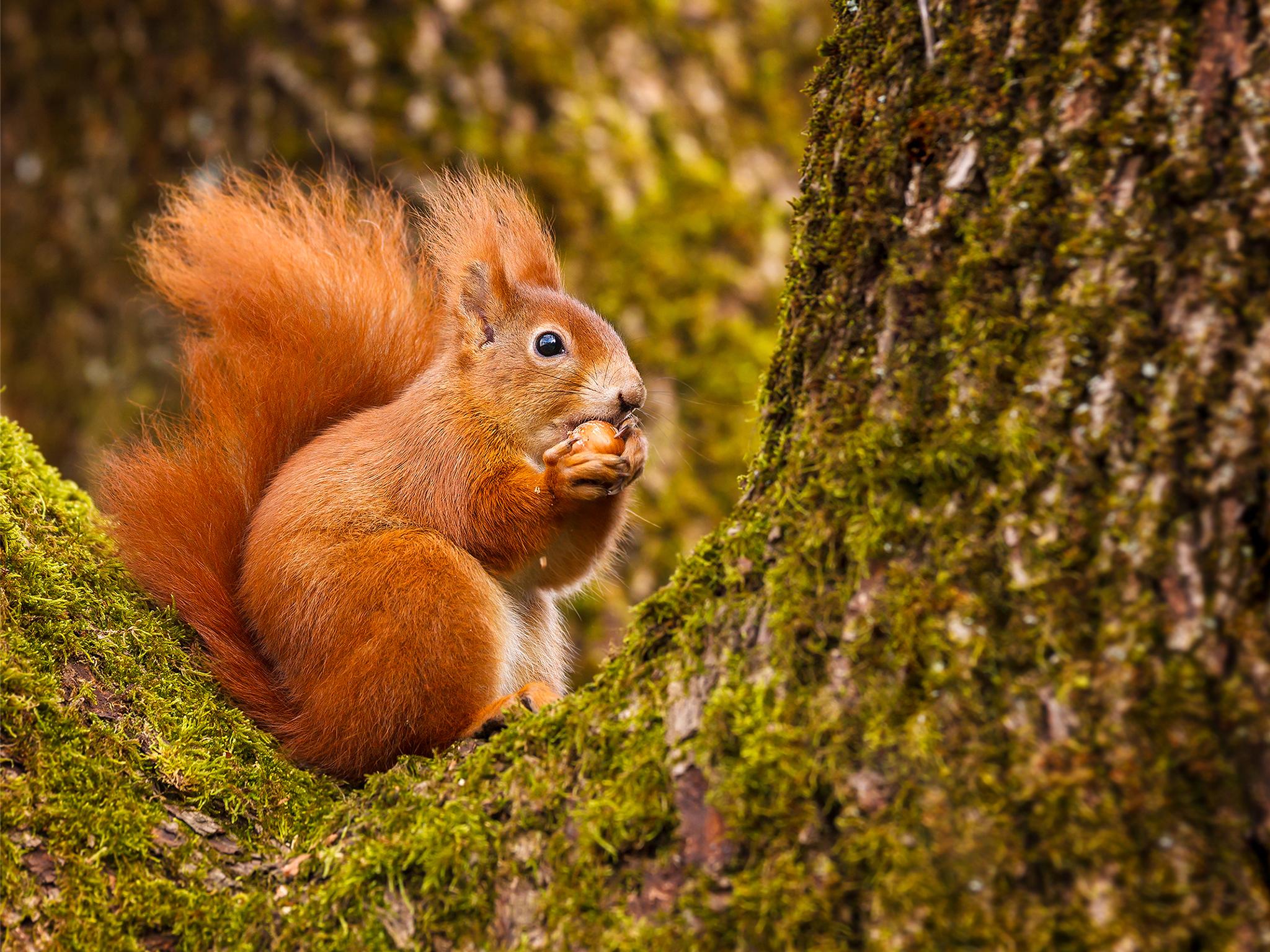 woodland squirrels