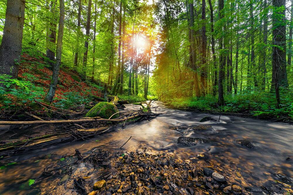 Woodland Habitats – Explanation, Types &amp; Animals - Gaia
