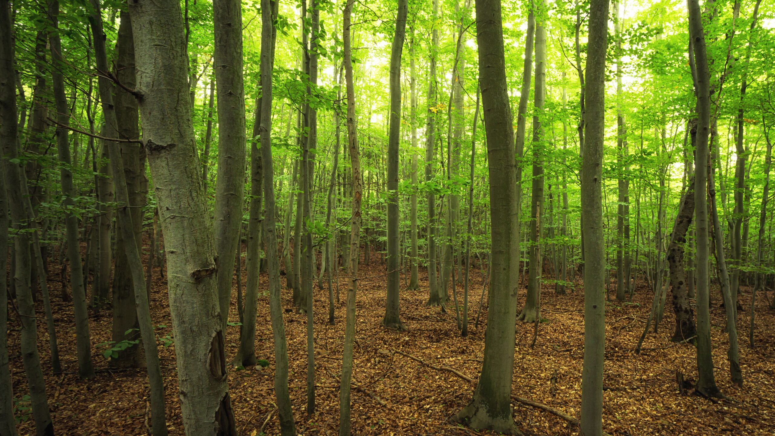 The NHBS Introduction to Habitats: Woodland