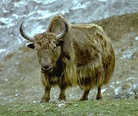 yak animal picture