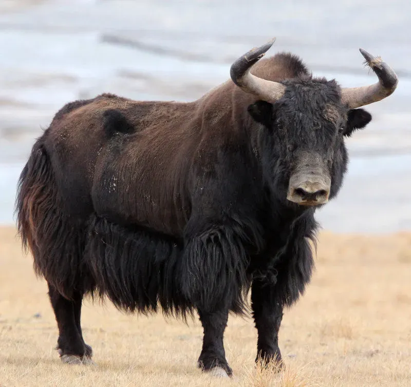 What are Yaks?