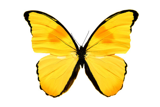Yellow Butterfly-Bilder: Stock-Fotos &amp; -Videos. | Adobe Stock