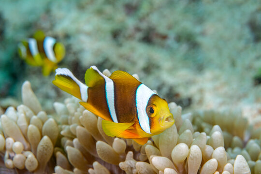 Ocellaris Clownfish - For The Fishes