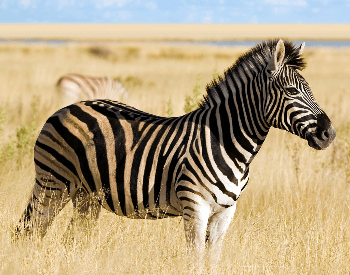 Zebra Facts for Kids
