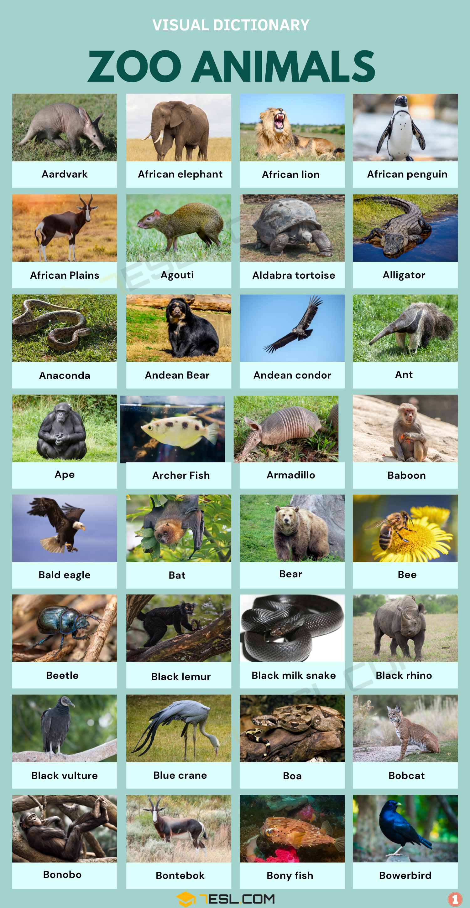 Zoo Animals Names in English • 7ESL