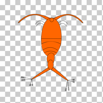 zooplankton cliparts