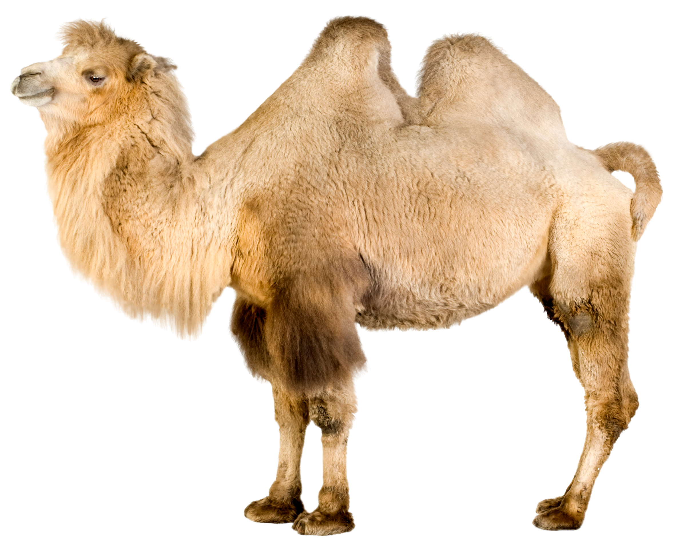 Bactrian Camel - Two-Humped Desert Animal | Wildlife Photography