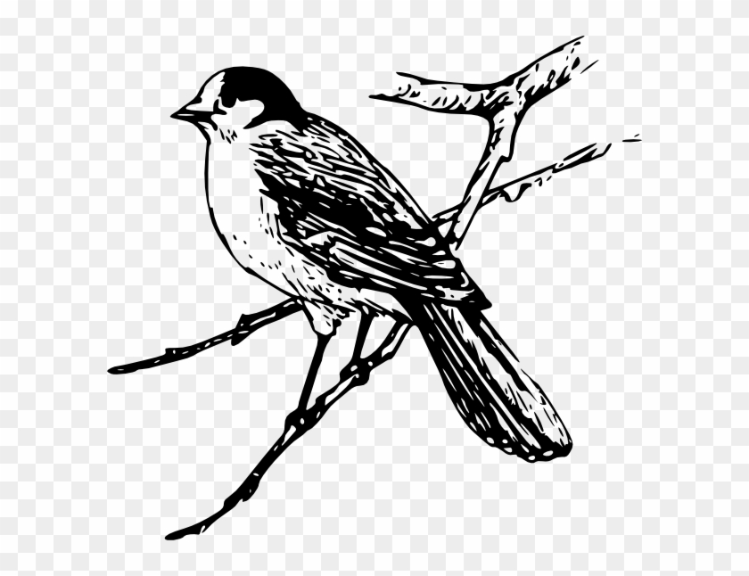 Black and white sketch of a sparrow perched on a thin branch.