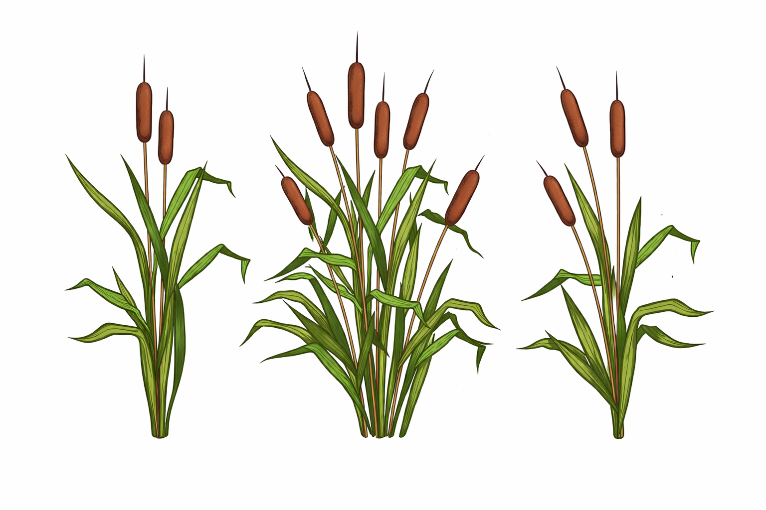 Botanical Illustration of Cattails with Brown Spikes and Green Leaves