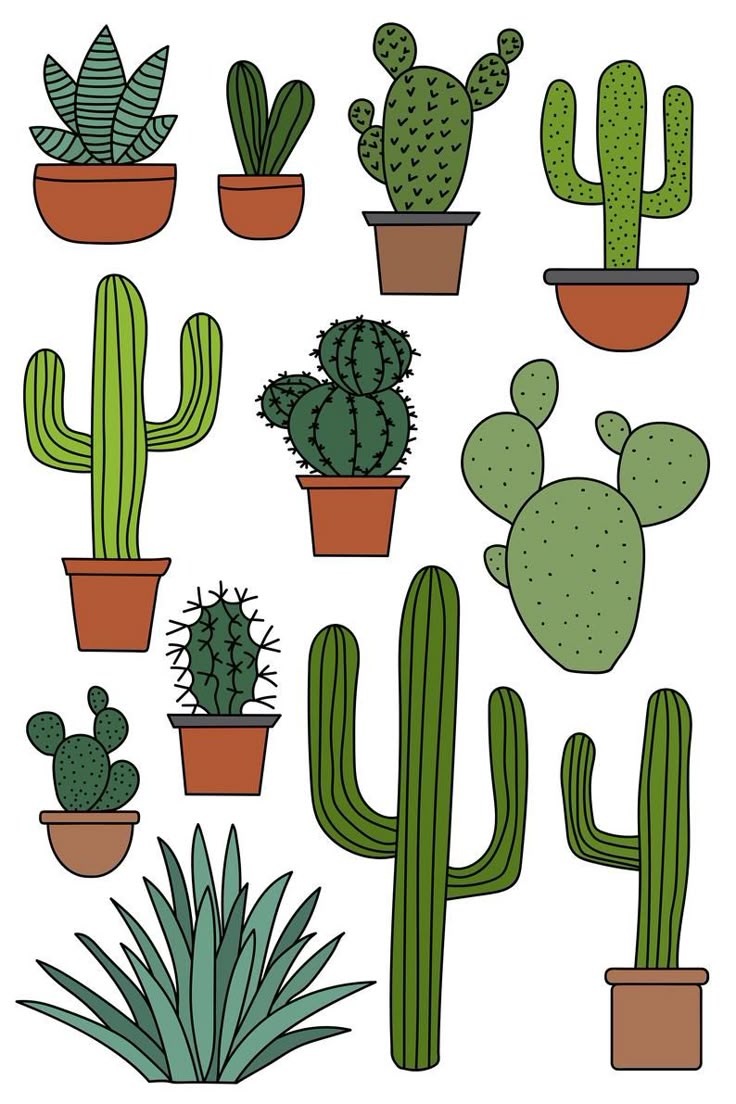 Cactus and Succulent Illustration Set - Vector Art Collection