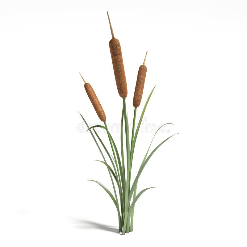 Cluster of three brown cattails with long green grassy leaves isolated on white background.