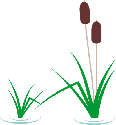 Vector illustration of green cattail plants with brown seed heads growing in water.