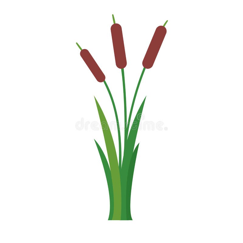 Cattail Plant Vector Illustration | Wetland Flora Graphic