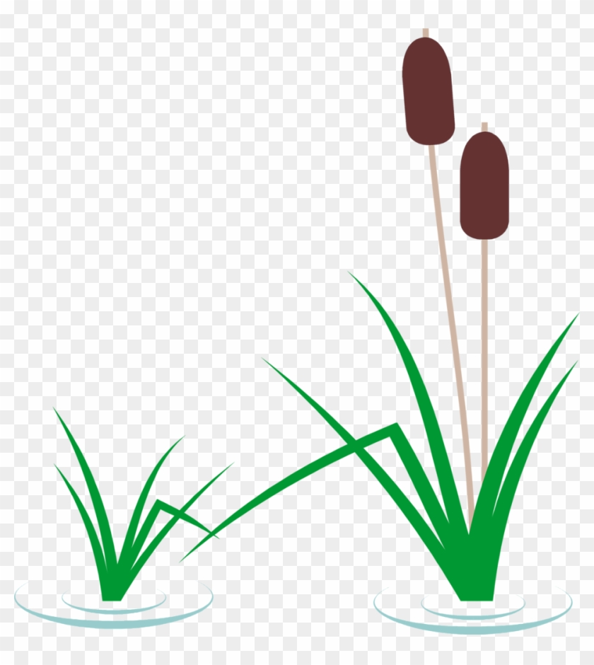 Cattail Plant Illustration | Wetland Reed Graphics