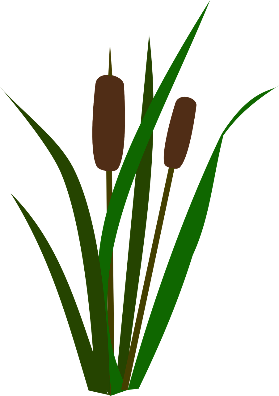 Cattail Reed Illustration - Vector Clip Art