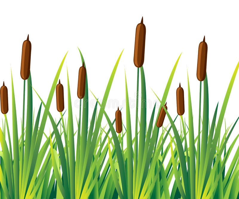 Cattail Reeds Illustration - Wetland Plant Vector Graphic