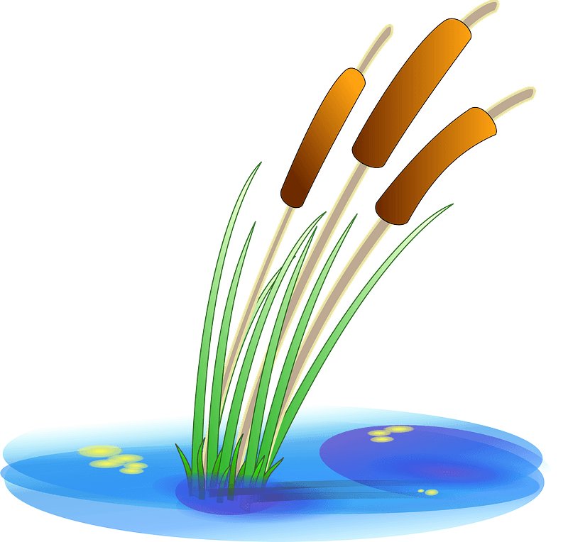 Cattails in Pond Water - Wetland Plant Illustration